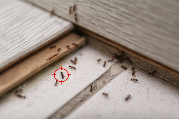 Best Flea Control Services  in Chepachet, RI