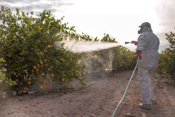 Best Mosquito Control Services  in Chepachet, RI