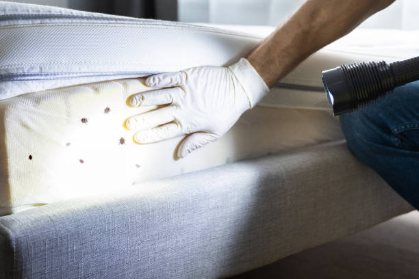 Best Affordable Pest Control Services  in Chepachet, RI
