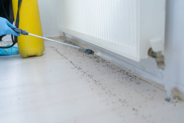 Best Ant Control Services  in Chepachet, RI
